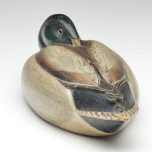 Homme Mallard Drake