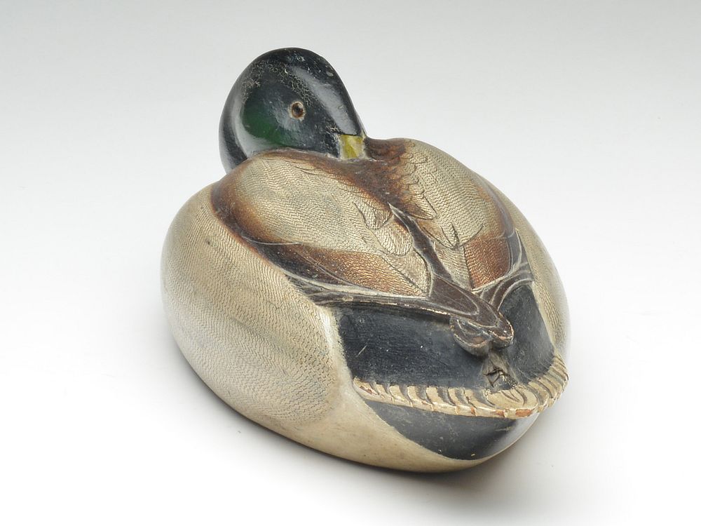 Homme Mallard Drake
