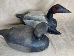 canvasback