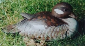 Koelpin Decoy 4