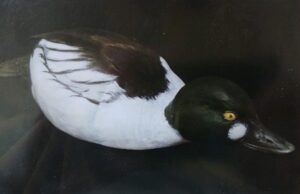 Koelpin Decoy 2