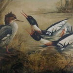 Koelpin Sr.s merganser painting, “Lucky Lady”