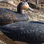 LL Bean Black Duck