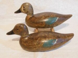 Ora Clough Blue Wing teal