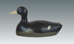 A Ron Koch coot
