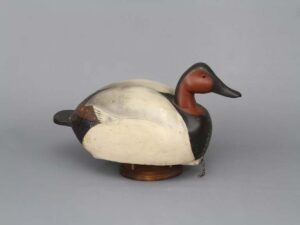 Discher/Koepsel canvasback