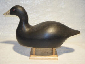 Seve Housman Coot