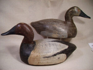 Canvasback