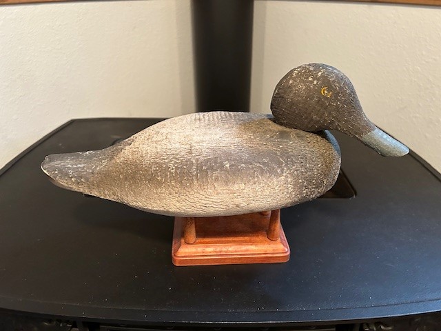 Voight hen. bluebill
