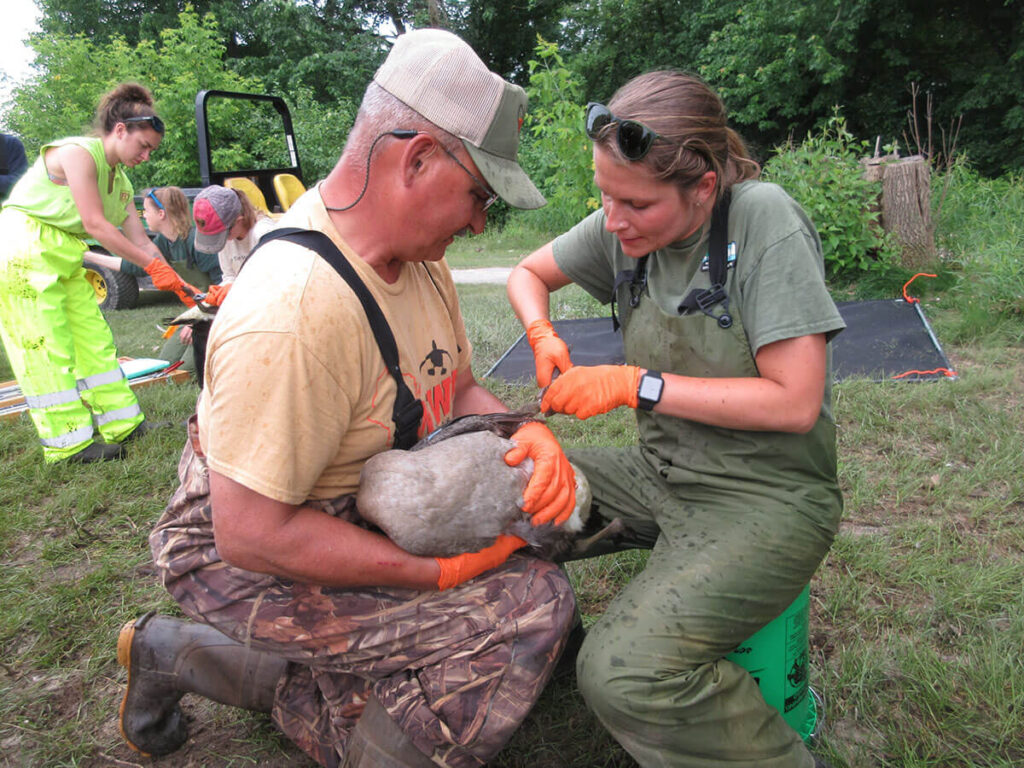Banding a Goose