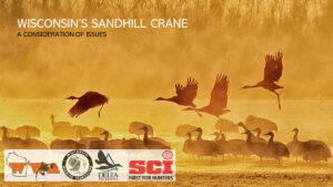 Sandhill Crain Wisconsin