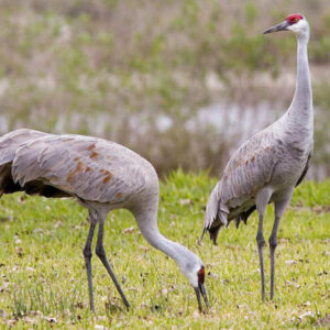 Sandhill crane