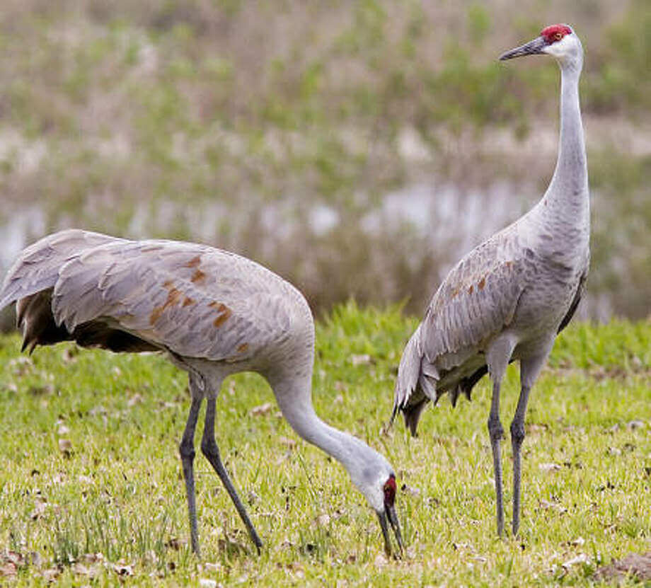 Sandhill crane