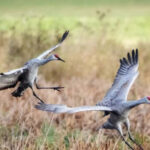 Sandhill Crains in flight