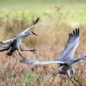 Sandhill Crains in flight