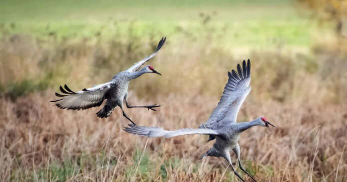 Sandhill Crains in flight
