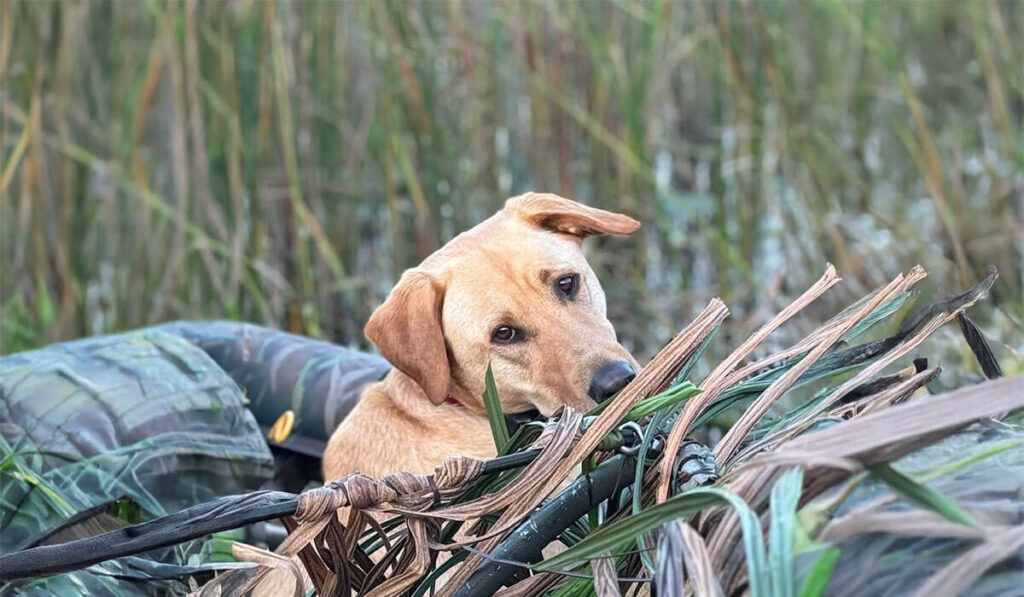 Hunting Dog in a boat