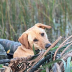 Hunting Dog in a boat
