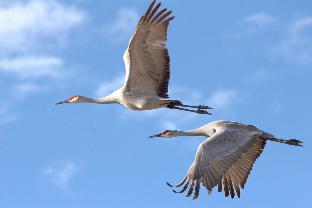 Sandhill Crain