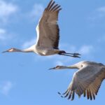 Sandhill Crain