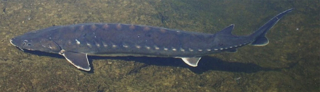 Sturgeon