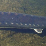Sturgeon