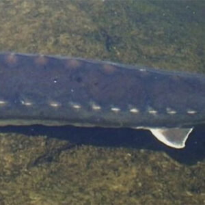 Sturgeon